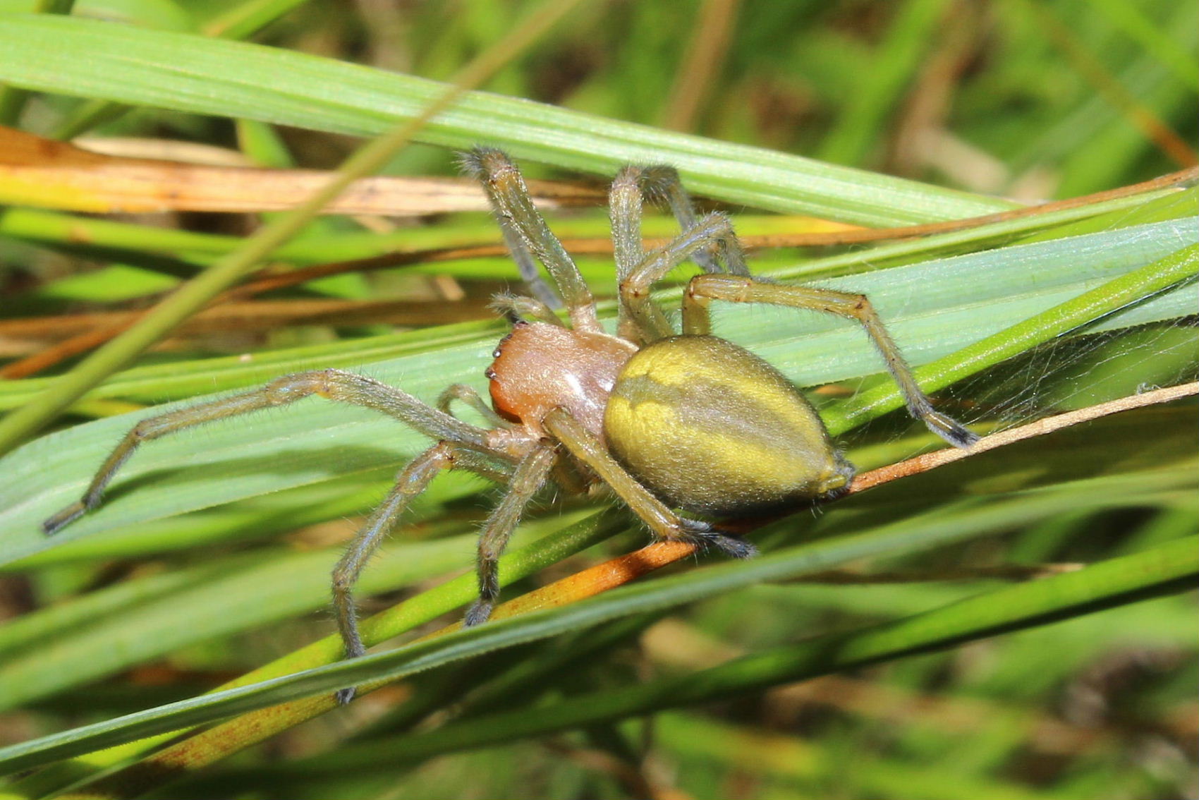 Cheiracanthium punctorium - Monte Beigua, Prariondo (GE)